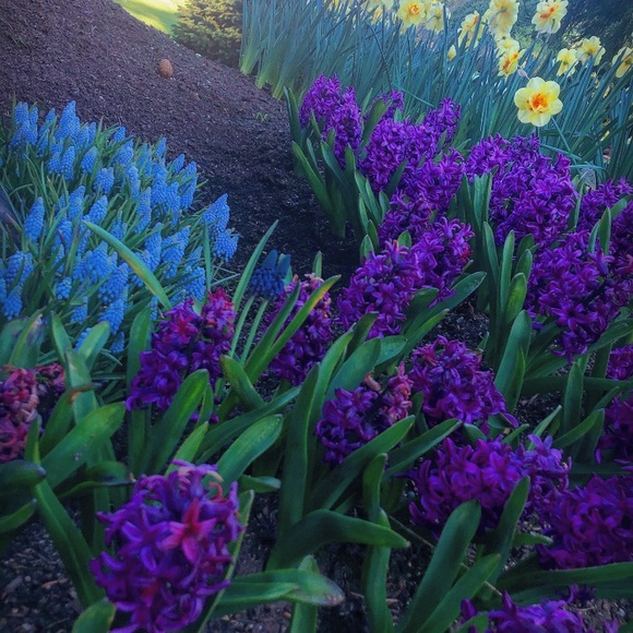 Meet your Posher, Christabel - Picture 1 of 1